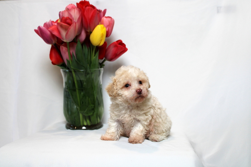 puppy, for, sale, Toy Poodle , Matthew B. Stoltzfus, dog, breeder, Gap, PA, dog-breeder, puppy-for-sale, forsale, nearby, find, puppyfind, locator, puppylocator, aca